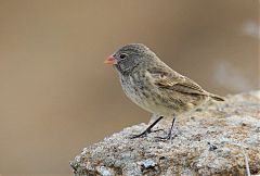 Small Ground-Finch